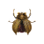"Golden Trove Beetle" icon