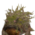 "Great Spined Dugbog" icon