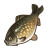 "Mysteria Carp" icon