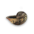 "Shell Cup" icon