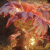 "Miranda the Blighted Bloom" icon