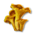 "Chanterelle" icon