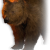 "Bear" icon