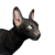 "Stray Cat" icon
