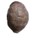"Great Turtle Shell" icon