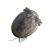 "Clawmark Seal" icon