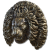 "Golden Lion Shield" icon