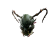 "Locust Antennae Mask" icon