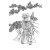 "Yin Tiger" icon