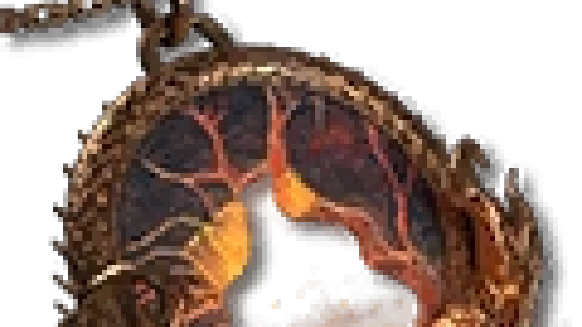 Melted Heart of Selig - Diablo IV Database | Gamer Guides®