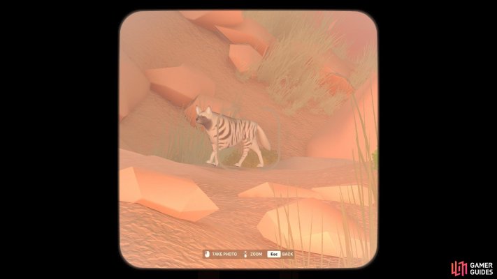 Striped Hyena
