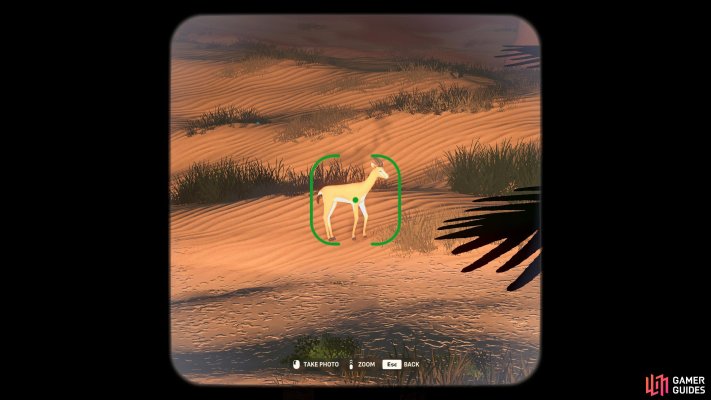 Dorcas Gazelle