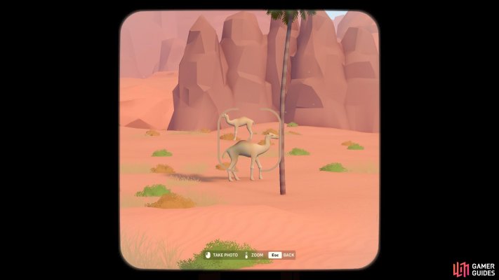 Dromedary Camel