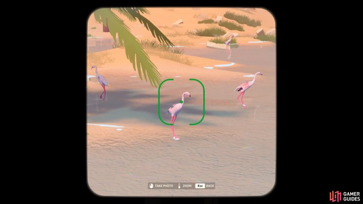 Flamingo
