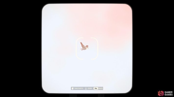 Egyptian Vulture