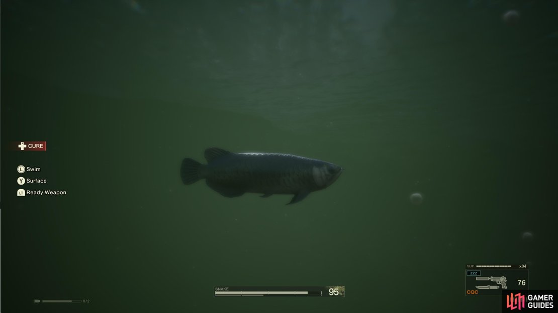 You can first find the Arowana in Chyornyj Prud, but it&rsquo;s deep underwater and cannot be seen with the Thermal Goggles.