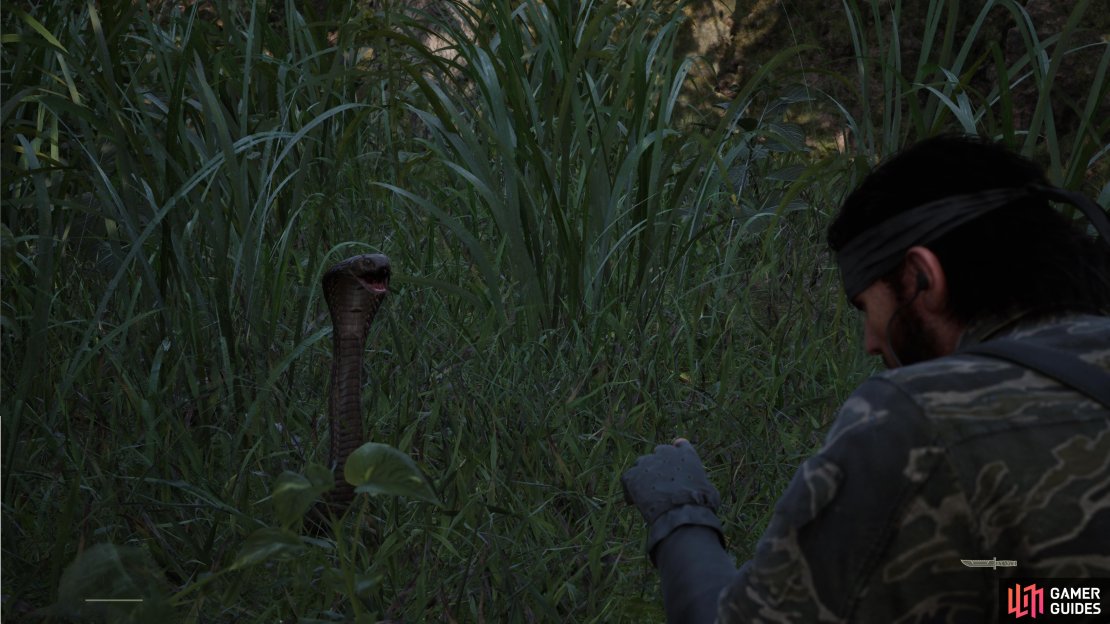 The King Cobra can first be found in the tall grass just past the crash site in Dremuchij North.