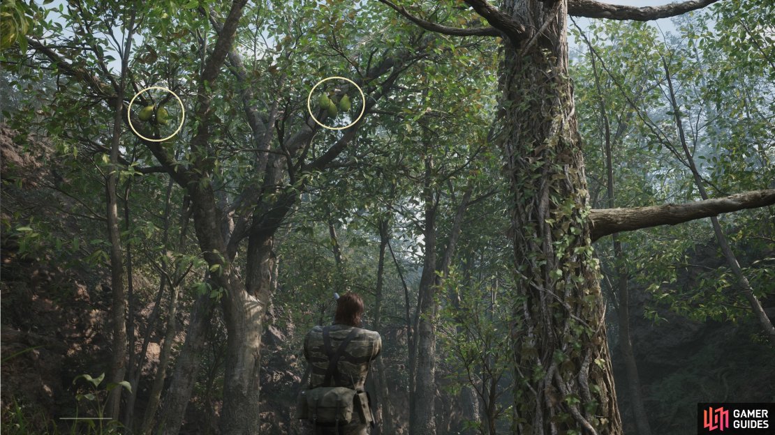 Look up by the initial tree you climb at the start to find some Russian Mangos.
