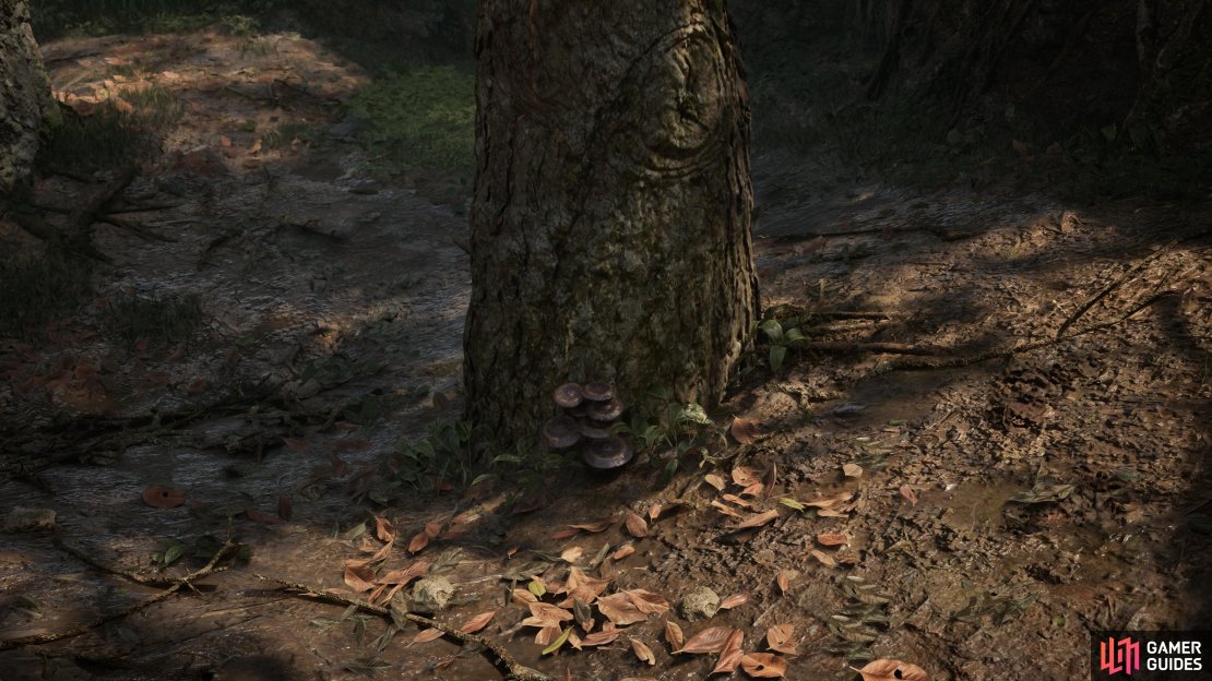 Look at the base of the trees in Svyatogornyj West for the Ural Luminescent.