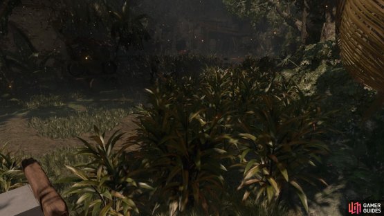 Stay in the tall crops
