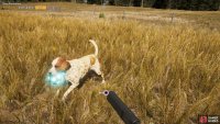 pet the dog to obtain the second