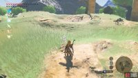 After slaying the Hinox, you can find a dozen or so Common Sparrows here.