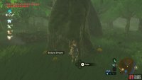 Then search the base of the trees in the nearby woods.