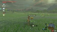 You can find loads by searching the wetlands.