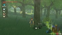 Carefully check the base of the trees around the lake.