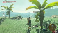 You may need to do a fair bit of climbing to find the ’nanas.
