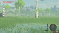 Occasionally, you&rsquo;ll find Water Buffalo nearby as well.