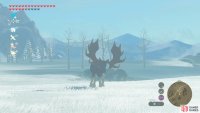 These large animals are fairly passive and they’re easy targets.