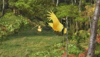 then use the ChocoZiner to get the chocobo to dig for you