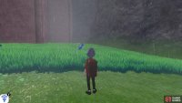 Head over to the tall grass, then face west.