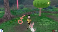 2/8: From the wetlands entrance, continue along the right side of the forest (without crossing the bridge). Turn left after the first stretch of tall grass. Below some yellow flowers to the left of a berry tree.