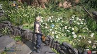 Pick some flowers before heading back to the slums.