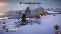 You’ll notice the bear’s head drag closer to the ground when it is charging.