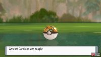 When you find the Pokémon you want, throw Safari Balls and pray for the best!