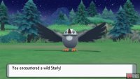 Starly on Route 202.