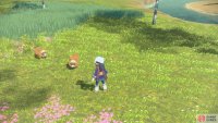 Search for Pokémon in the wild