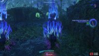 Approach the Sol’s Delight from behind to harvest it safely.