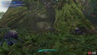 look for this opening at the base of the tree