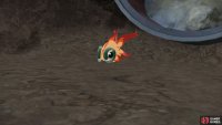 Chi-Yu may be tiny, but it means business.