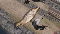 Catch fish - any fish will do,
