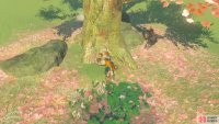 Fruit in the tree basket once dropped