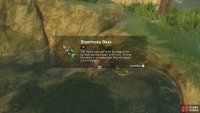 You can find Staminoka Bass in the pond on the island next to Rito Village.