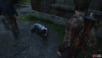 Pet the dog outside for a Trophy
