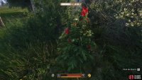 Examine the flowers to find the grave with the remains just outside the walls of the cemetary.