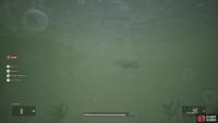 After swimming past the log, you should find an Arowana fish.