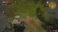 Search for a peacock feather,